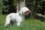 LAGOTTO 010
